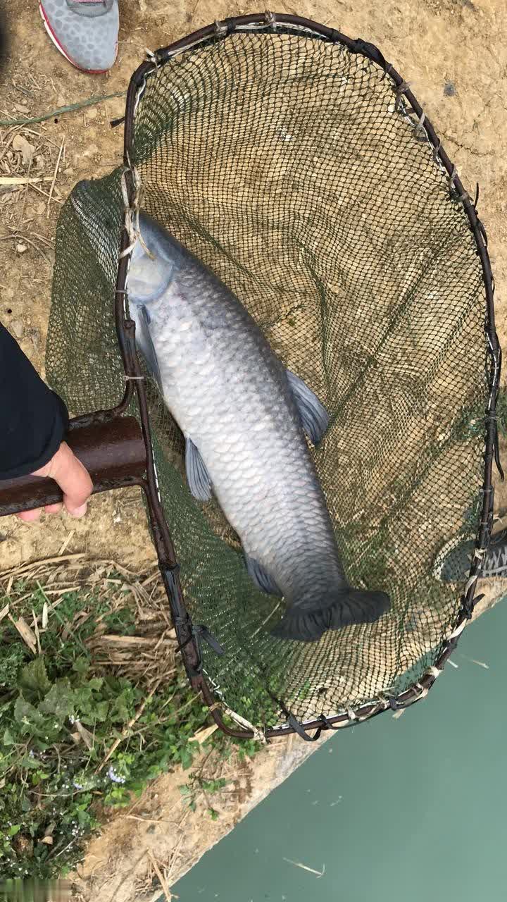 青鱼, 加入少量藻, entit