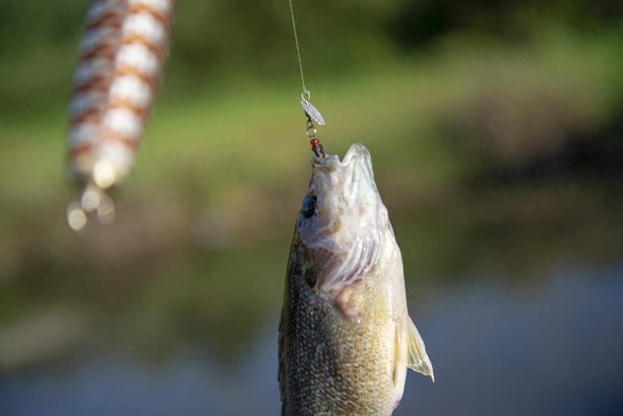 祖传口诀, 择螺腥味型