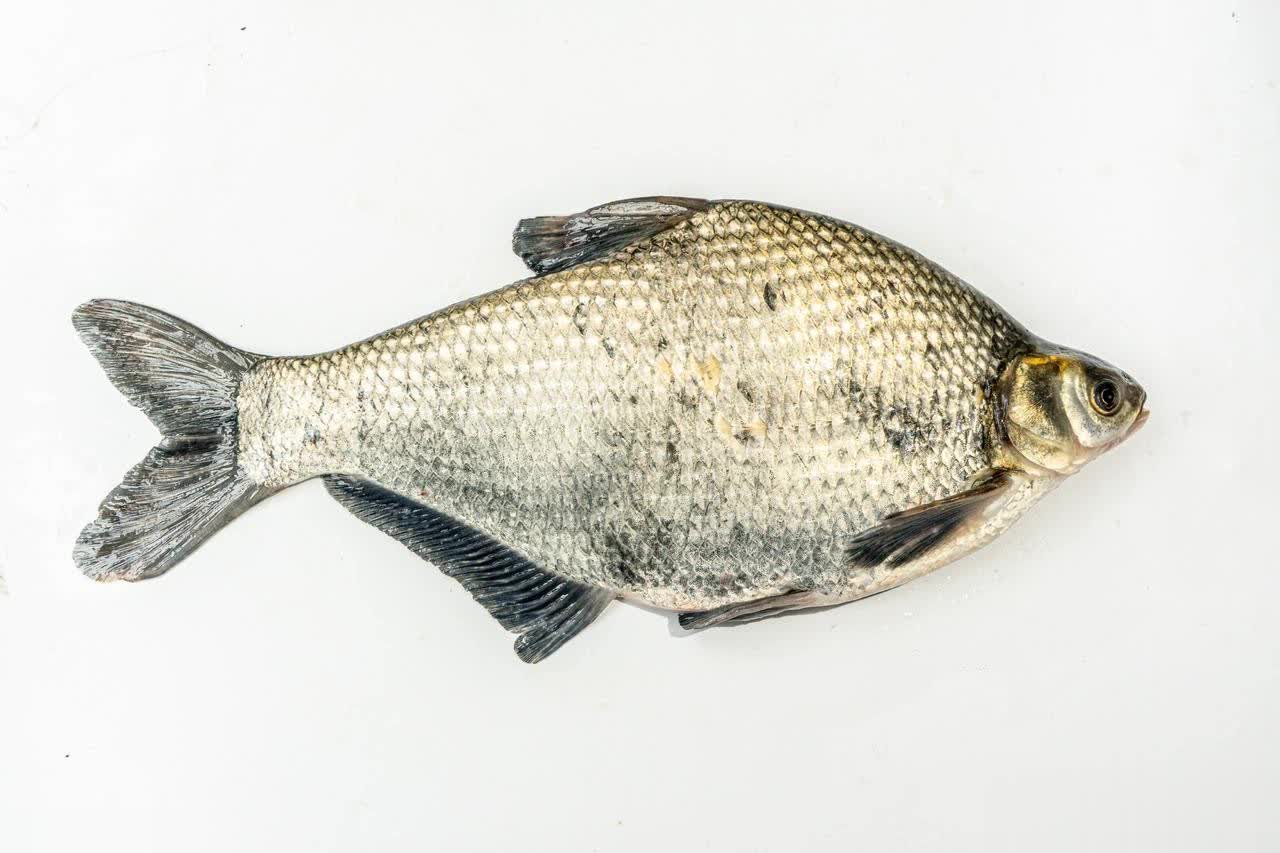 偏腥香的饵, img, 窝料中加些